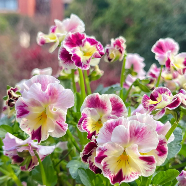 💐 Pansy Winter Elf Series - I Miss You Endlessly-Plantjoyfarm-best selling,Garden Seeds