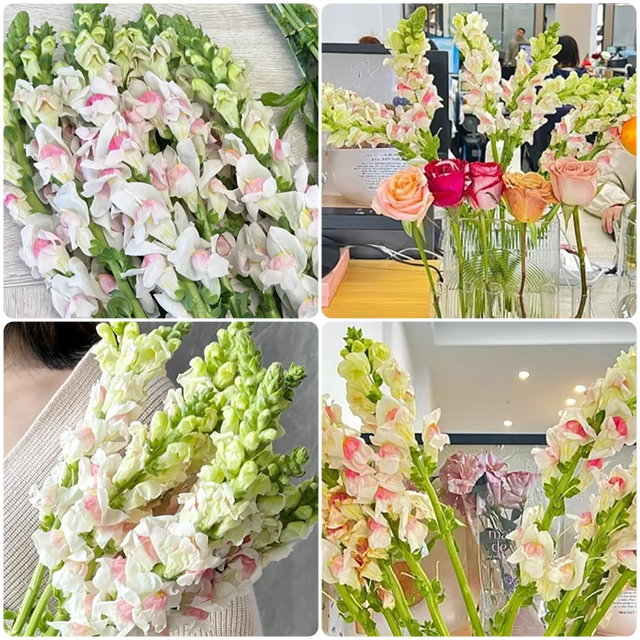 Dwarf Snapdragon  Seed Mixed-Plantjoyfarm-Flowers Seeds,Garden Seeds,best selling