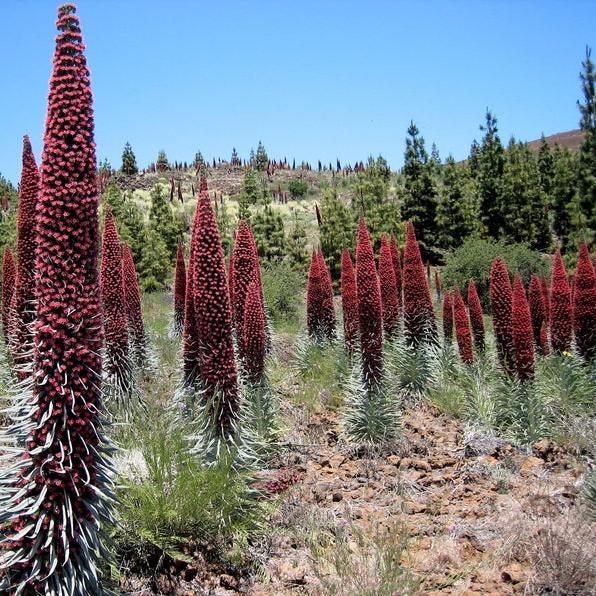 TOWER OF JEWELS Red Bugloss Echium Wildpretii Ruby Hummingbird Flower Seeds *Flat Shipping-Plantjoyfarm-Flower Seeds,Garden Seeds,best selling