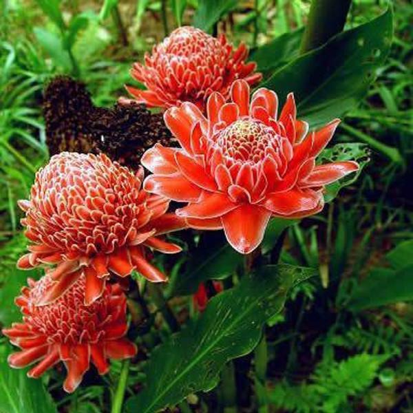 Torch Ginger - Etlingera elatior - Rare Species-Plantjoyfarm-Garden Seeds,best selling