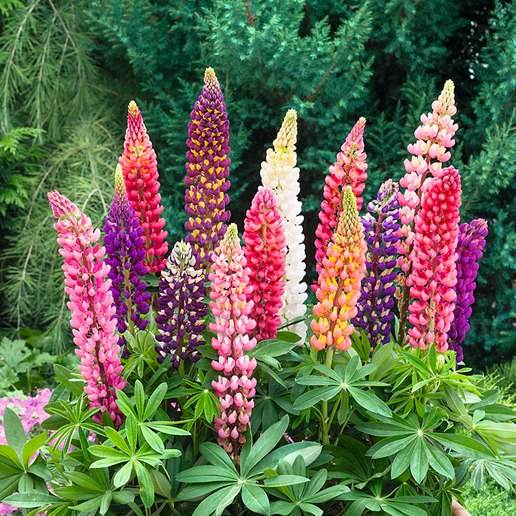 🌺Lupine Flower Seeds - Mother Flower-Plantjoyfarm-Flower Seeds,Garden Seeds,best selling