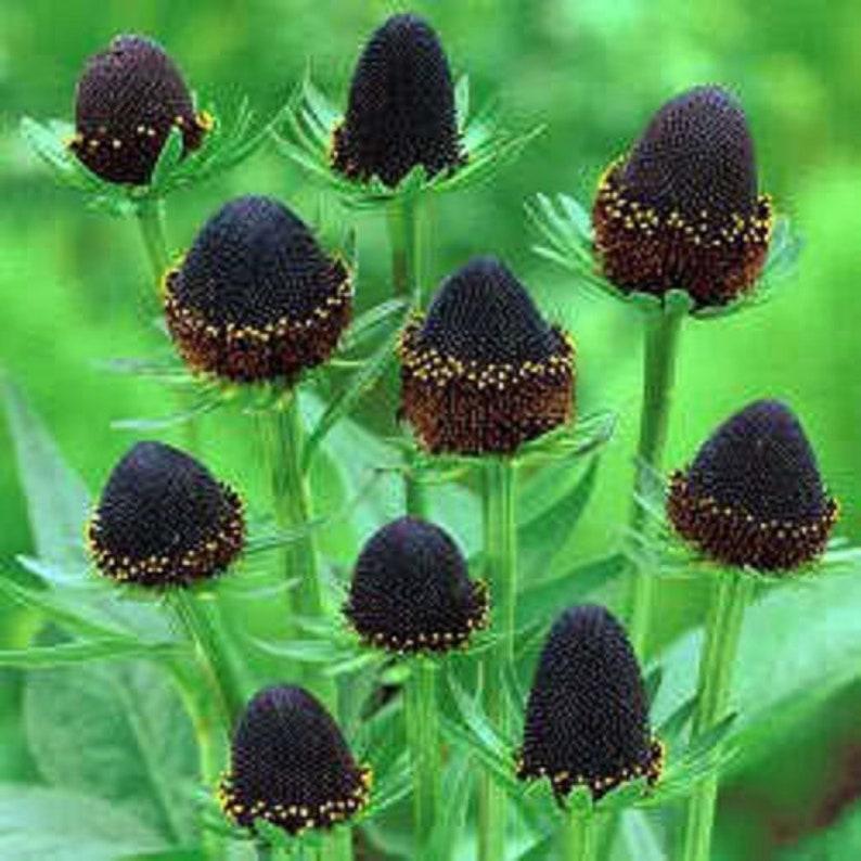 WESTERN CONEFLOWER Rudbeckia Occidentalis Green Wizard aka Rayless Naked Chocolate Black Flower Herb Seeds-Plantjoyfarm-Flower Seeds,Garden Seeds,best selling