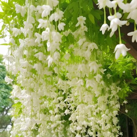 Hanging White Jade Butterfly🌼-Plantjoyfarm-best selling,Garden Seeds