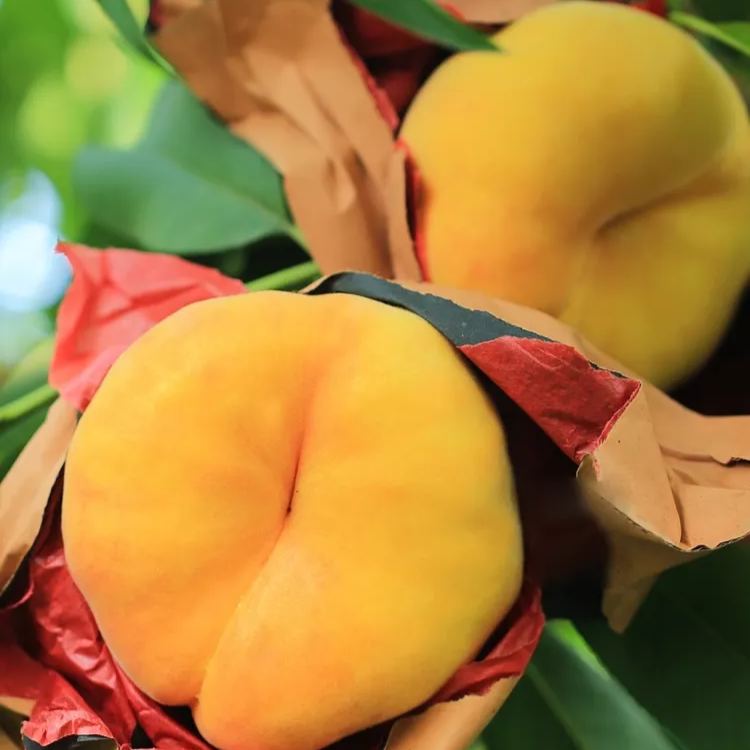 🌟Golden Legend - Golden Peach Seeds-Plantjoyfarm-