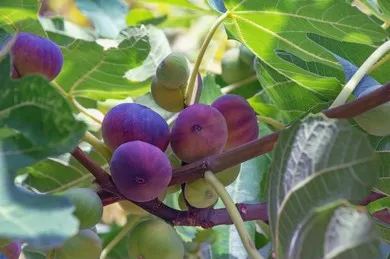 Fig Tree Seeds (Ficus carica), Sweet Fruit Shrub-Plantjoyfarm-Fruit Seeds,best selling