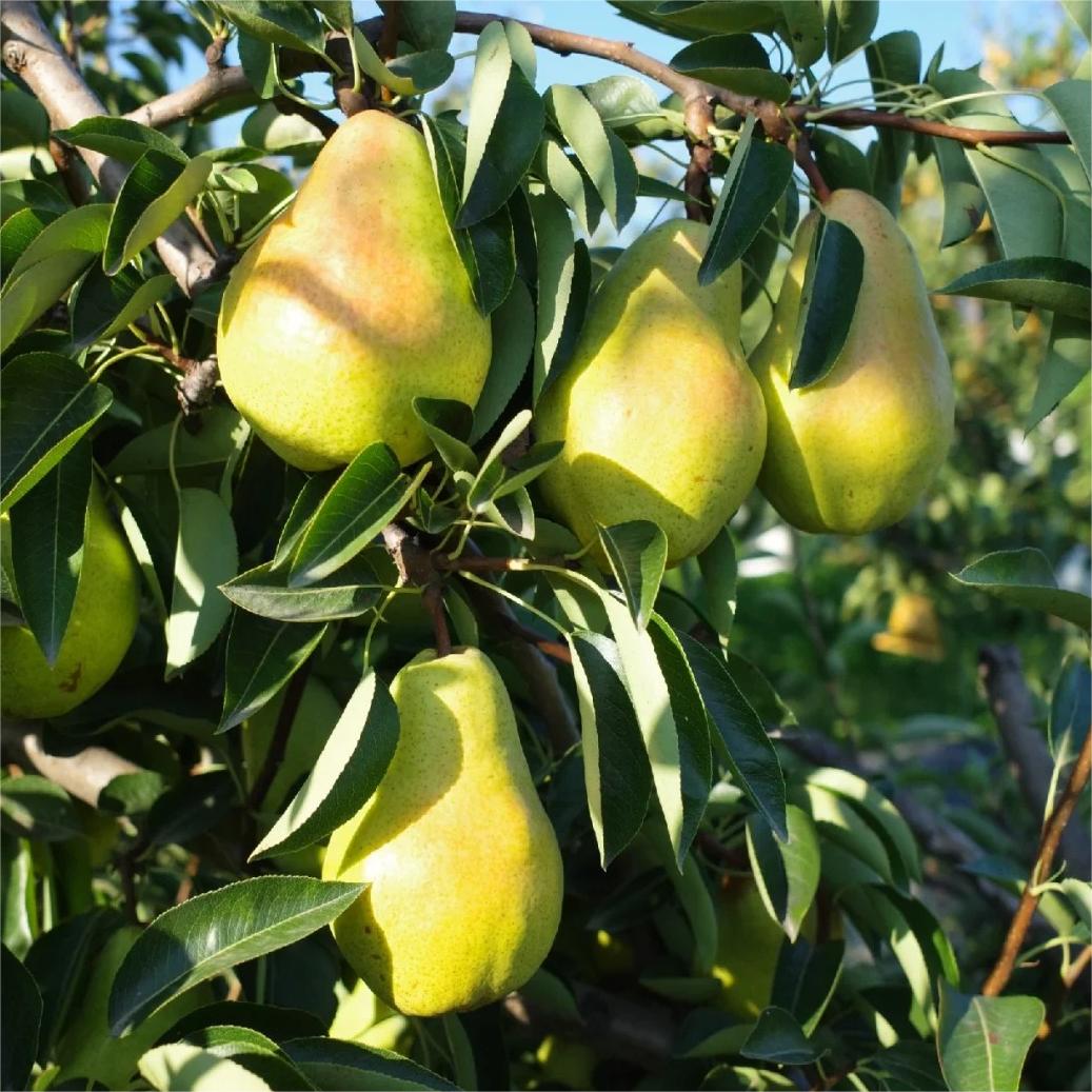 Pyrus communis Seeds - granny's pears-Plantjoyfarm-