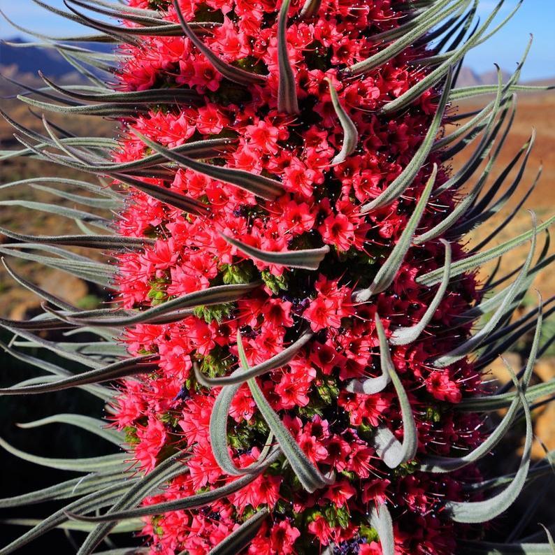 TOWER OF JEWELS Red Bugloss Echium Wildpretii Ruby Hummingbird Flower Seeds *Flat Shipping-Plantjoyfarm-Flower Seeds,Garden Seeds,best selling