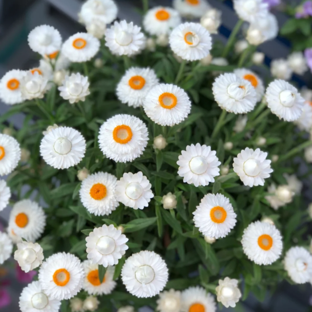🌻Straw Chrysanthemum-Plantjoyfarm-best selling,Garden Seeds