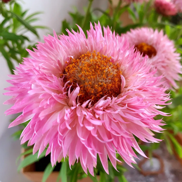 🌻Straw Chrysanthemum-Plantjoyfarm-best selling,Garden Seeds
