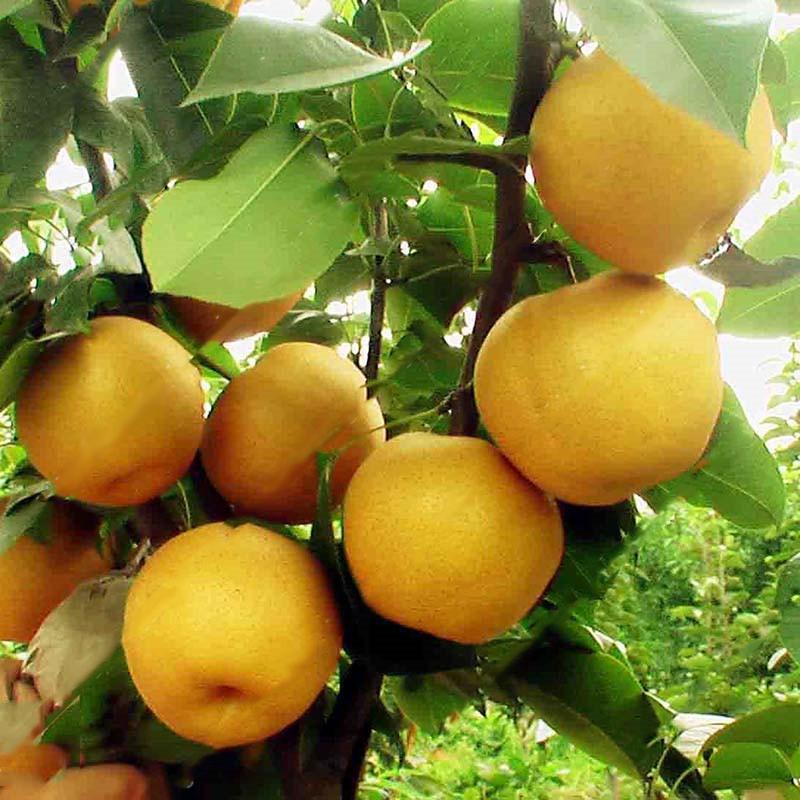 Egrow 10Pcs/Bag Pear Seeds Yellow Chinese Pear Tree Bonsai Seeds Sweet Delicious Exotic Fruit Seeds-Plantjoyfarm-Fruit Seeds,Gardening,home and garden,Seeds,best selling