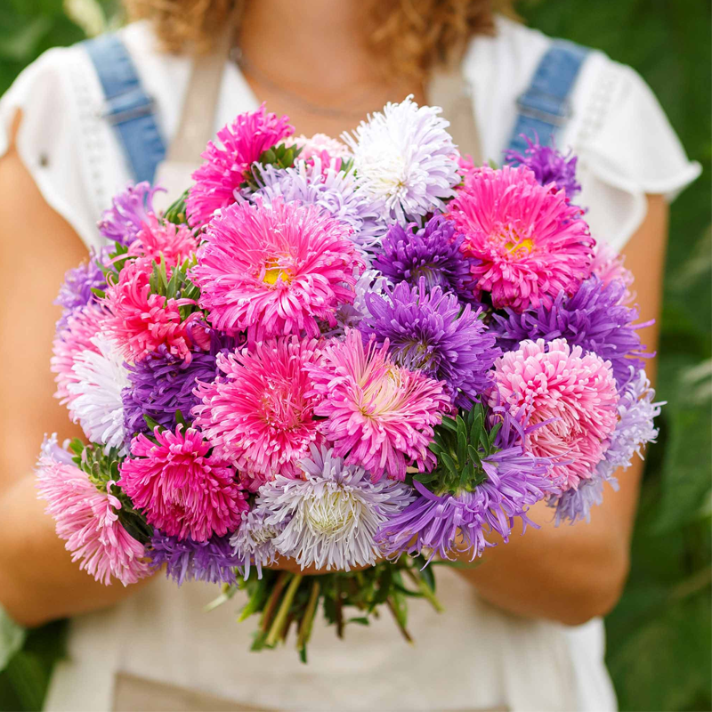 1000 Pcs Mixed Callistephus/Chinese Aster Seeds-Annual-Plantjoyfarm-Flower Seeds