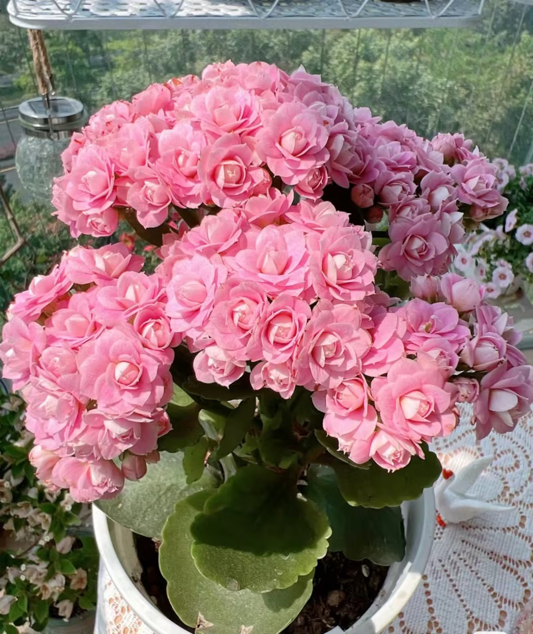Kalanchoe Seed Garden Planting-Plantjoyfarm-Flower Seeds,Garden Seeds,best selling