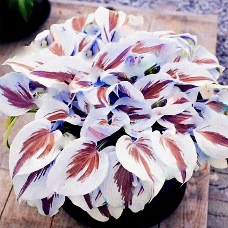 Mixed Hosta Perennials Flower Rare White Lace Lily Seeds-Plantjoyfarm-Garden Seeds,Flowers Seeds,best selling