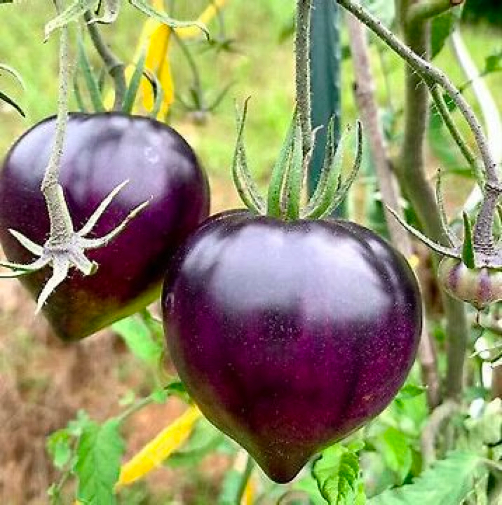 Sgt. Pepper's Tomatoes Seeds - Heirloom-Plantjoyfarm-