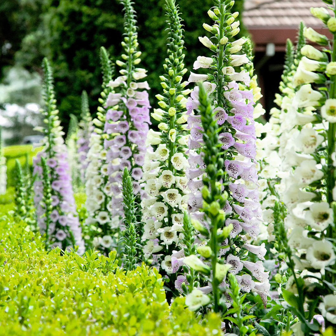 Mixed Foxglove Seeds-Plantjoyfarm-Flower Seeds