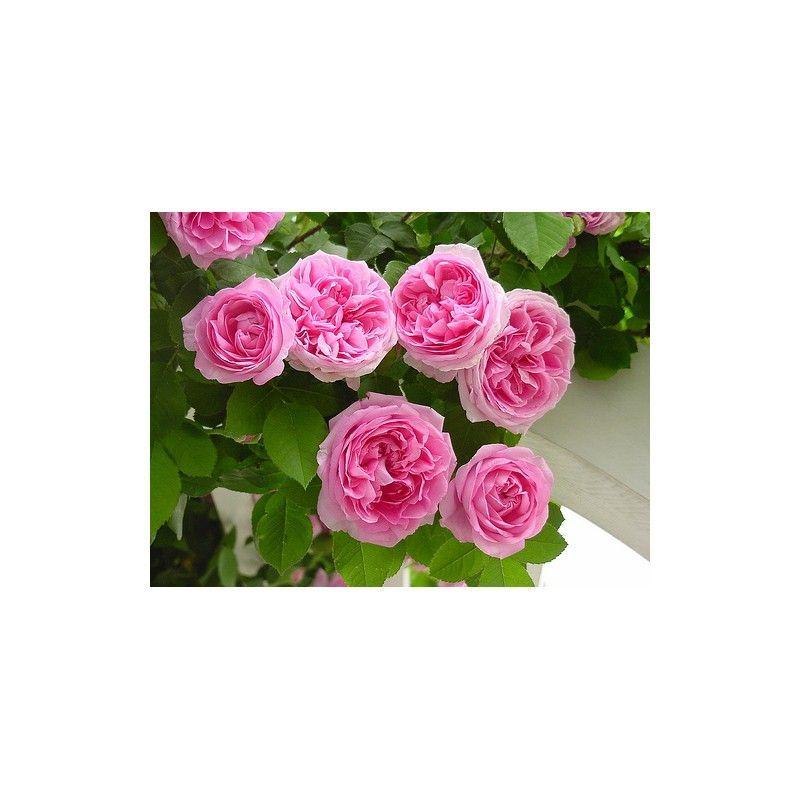 100pcs/Bag Climbing Rose Seeds-Plantjoyfarm-Climbing Rose,Flower Seeds,Garden Seeds,Rose seeds,best selling