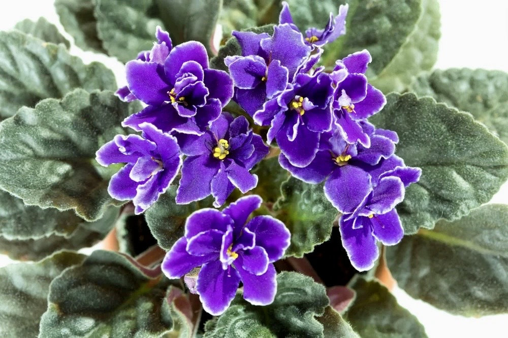 Mixed Miniature Variegated Violet Seeds-Plantjoyfarm-Flower Seeds,Garden Seeds,best selling
