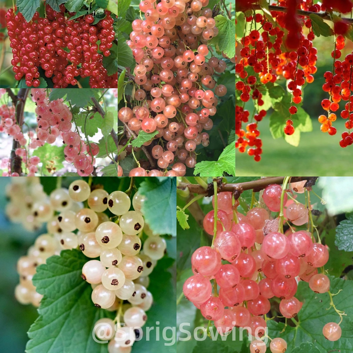 Multicolor Gooseberry Seeds-Plantjoyfarm-Fruit Seeds