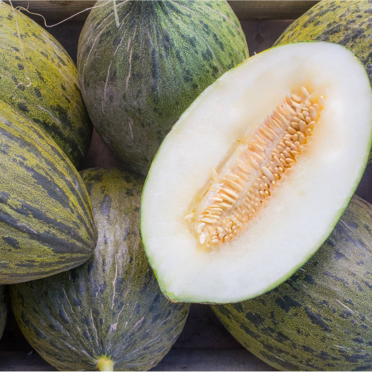 Piel De Sapo Melon-Plantjoyfarm-Fruit Seeds,best selling