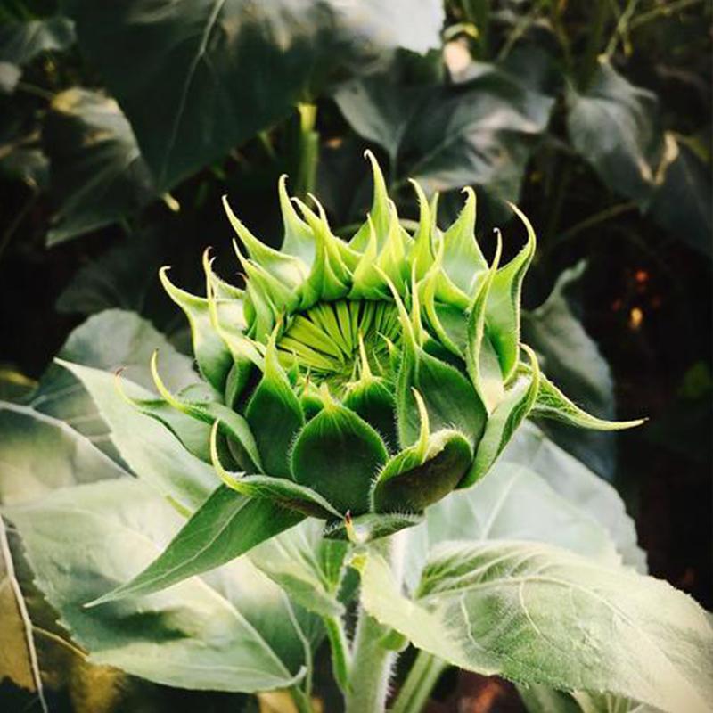 50 Seeds Green hybrid sunflower seeds-Plantjoyfarm-Sunflower Seeds,best selling