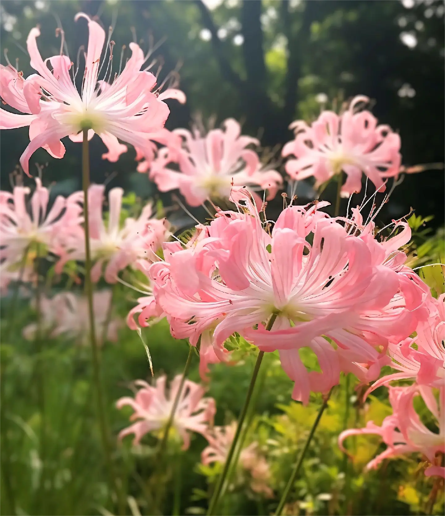 🌈Spider Lily Bulbs-Multicolor🌈-Plantjoyfarm-