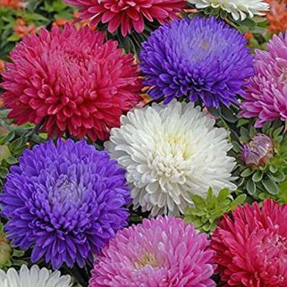 Aster Formula Mixed Colors - Flower Seeds-Plantjoyfarm-Garden Seeds,best selling
