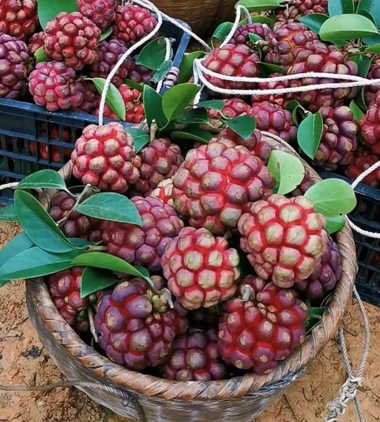 Black Tiger Seeds | Devil Fruit-Plantjoyfarm-Fruit Seeds,best selling