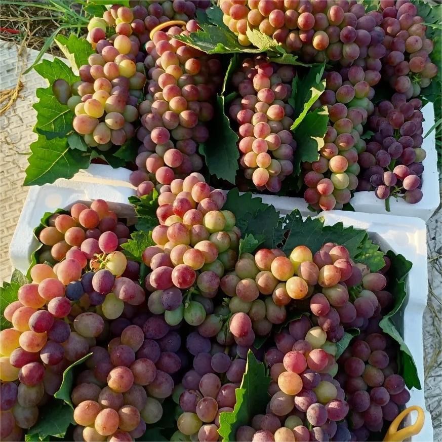 Midknight Beauty Grapes Seeds - Giant Rose (Rose scented)- 98% Germination🔥-Plantjoyfarm-Garden Seeds,Fruit Seeds