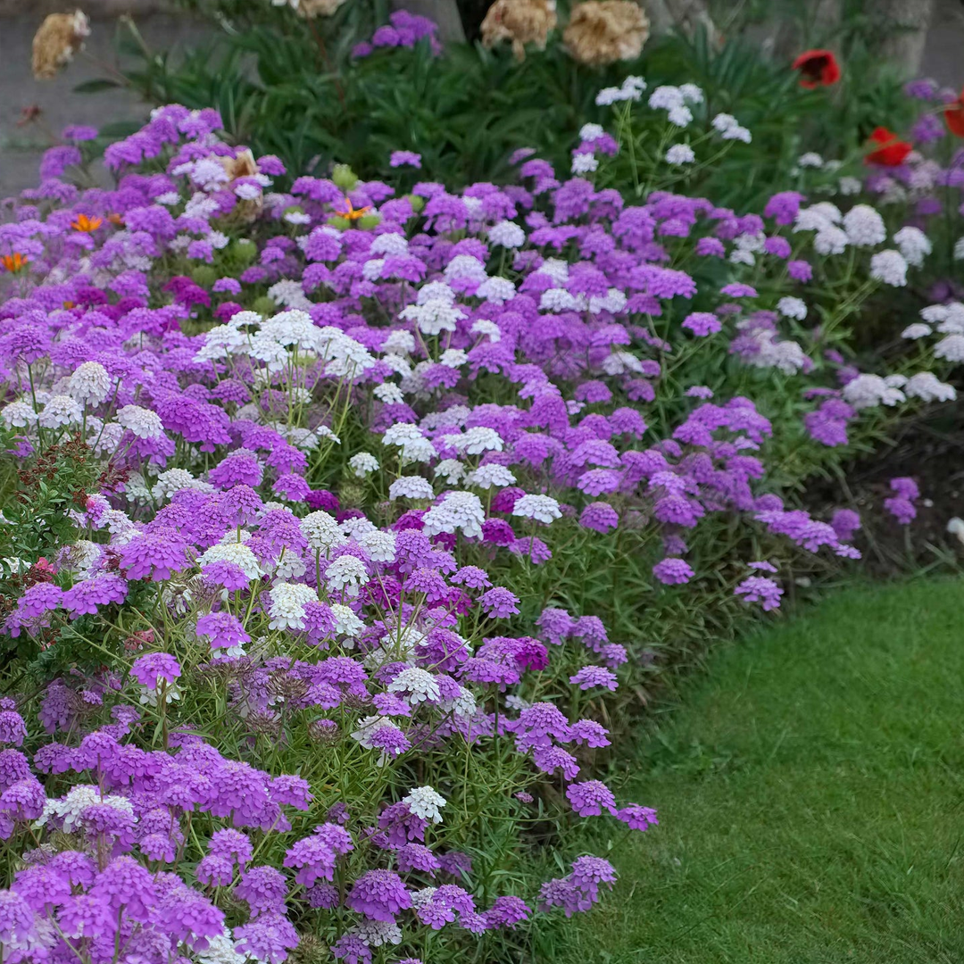 Candytuft Seeds - Mixed Colors-Plantjoyfarm-Flower Seeds
