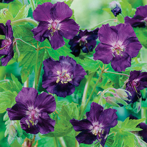 Raven Everblooming Hardy Geranium-Plantjoyfarm-Flower Seeds,Garden Seeds,best selling