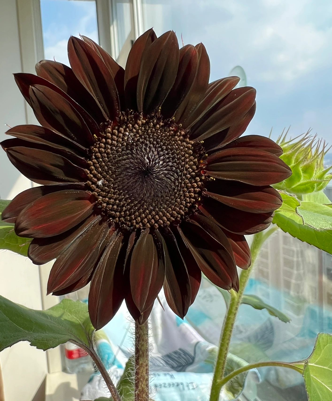 Rare Black Sunflower Seeds-Plantjoyfarm-Garden Seeds,Flowers Seeds,Sunflower Seeds,best selling