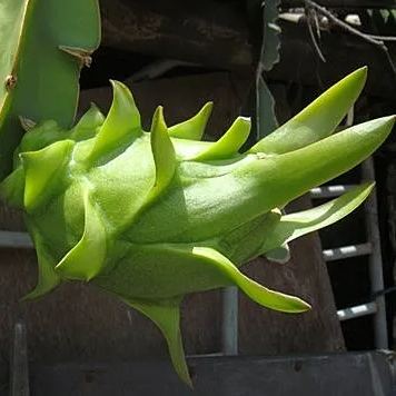 Multi-colored Dragon Fruit Seeds-Plantjoyfarm-Fruit Seeds,best selling