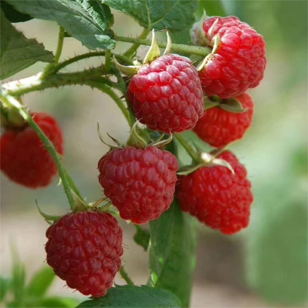 Large Fruited Raspberry Seeds-Plantjoyfarm-