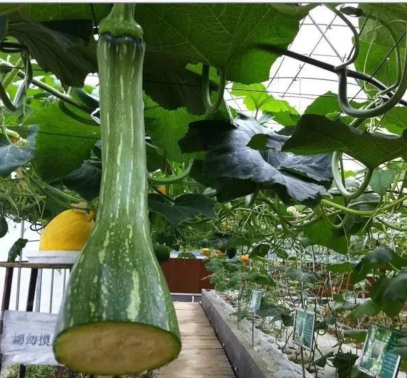 Chopping Melon Cut and Grow Melon Seeds-Plantjoyfarm-Vegetable Seeds,best selling