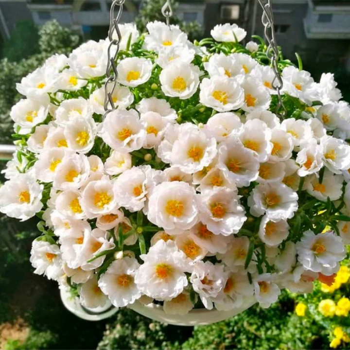 Heavy Petals Pine Leaf Peony-Plantjoyfarm-Garden Seeds,best selling