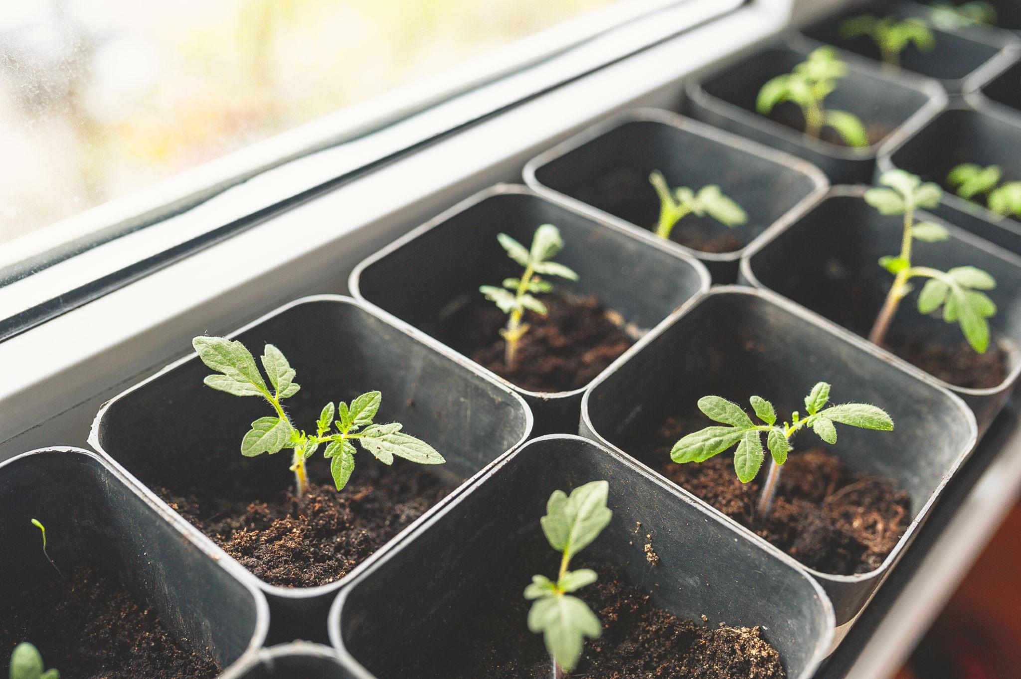 growing seedlings at home under bright light in plastic containers. Sprouted seeds are young