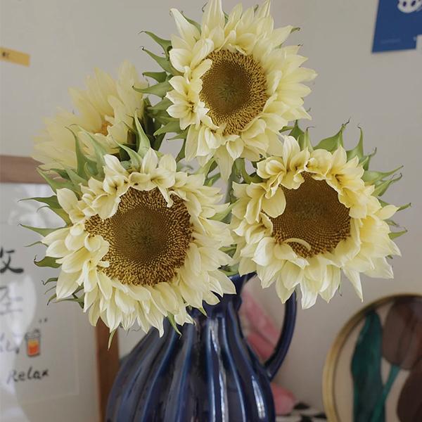 Butter Sunflower Seeds-Plantjoyfarm-Sunflower Seeds,best selling