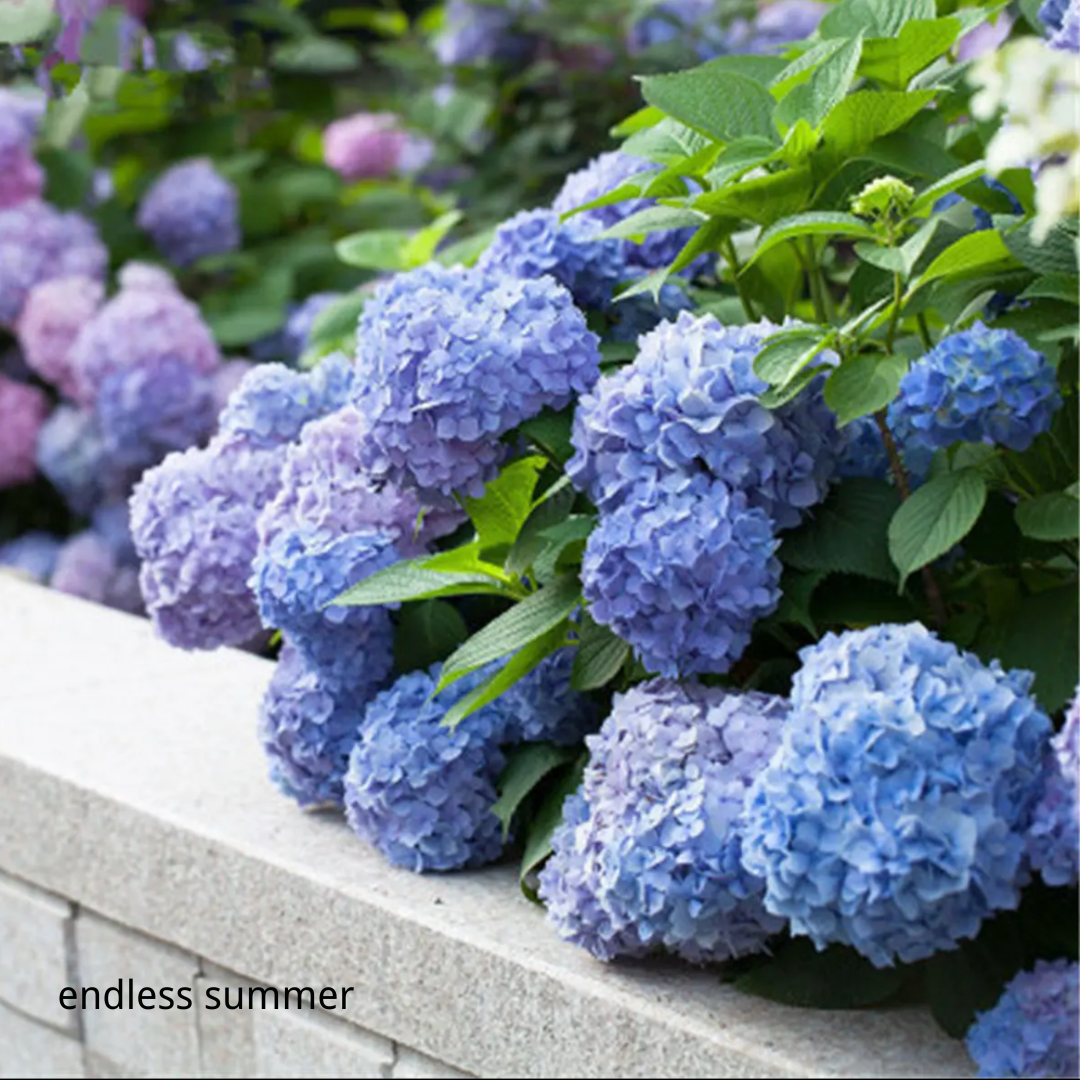 80 Pcs Hydrangea Seeds-Plantjoyfarm-Hydrangea