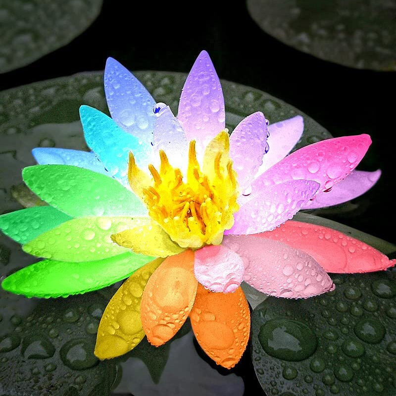 10 Rare Rainbow Lotus Seeds - Bowl Water Lily Hydroponic Plants - Fast Growing-Plantjoyfarm-Flower Seeds,Garden Seeds,best selling