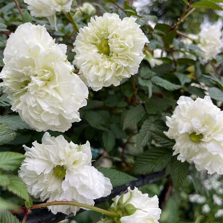 Blanc Double-Blossom de Coubert Seeds-Plantjoyfarm-Flower Seeds,Garden Seeds,best selling