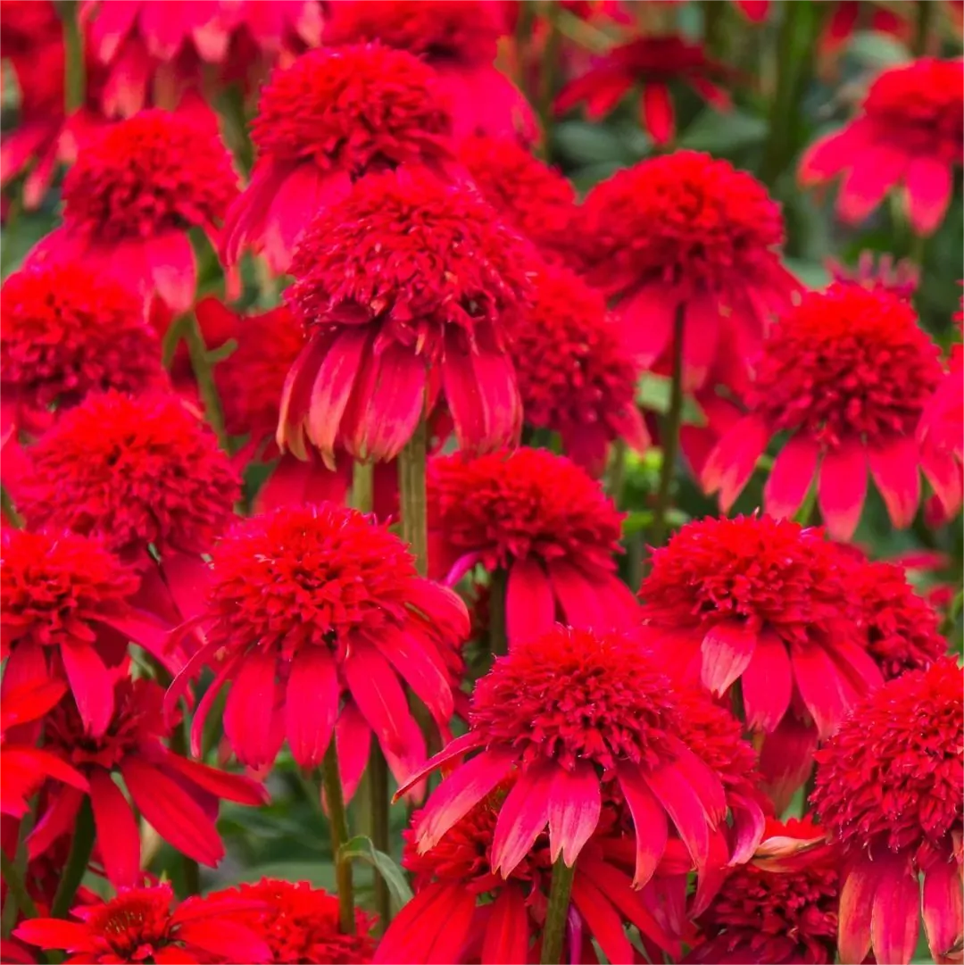 Double Echinacea Seeds-Plantjoyfarm-Garden Seeds,Flowers Seeds,best selling