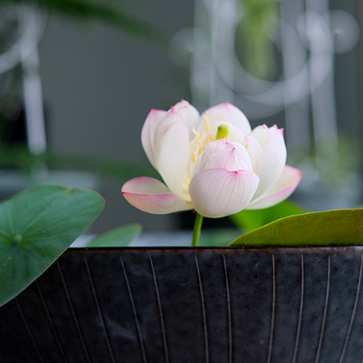 🪷Bowl Lotus: Embracing Zen Through Blossoms-Plantjoyfarm-best selling,Garden Seeds