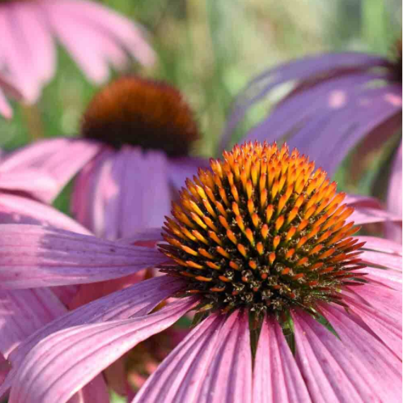 50Pcs RARE PURPLE CONEFLOWER SEEDS-Plantjoyfarm-Garden Seeds,best selling