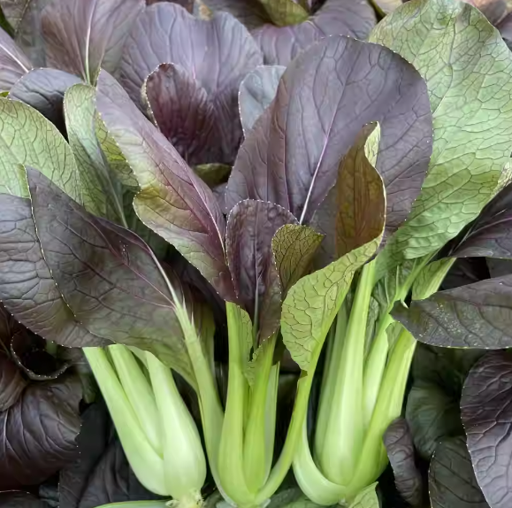 Purple Beauty Rapeseed Seeds-Plantjoyfarm-Vegetable Seeds