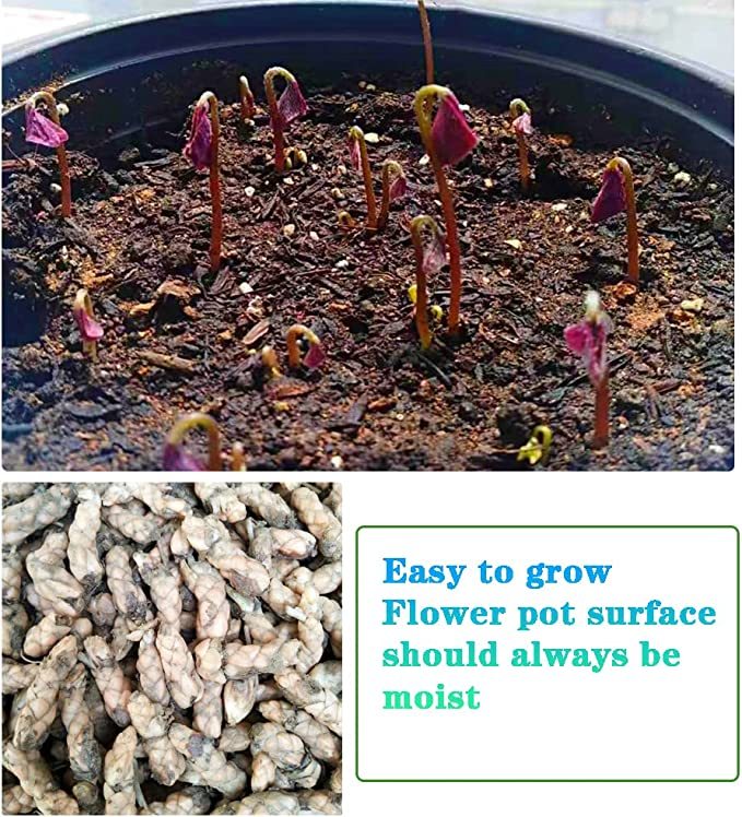 Oxalis Triangularis Purple Shamrock Good Luck Plant-Plantjoyfarm-Garden Seeds,2303,best selling