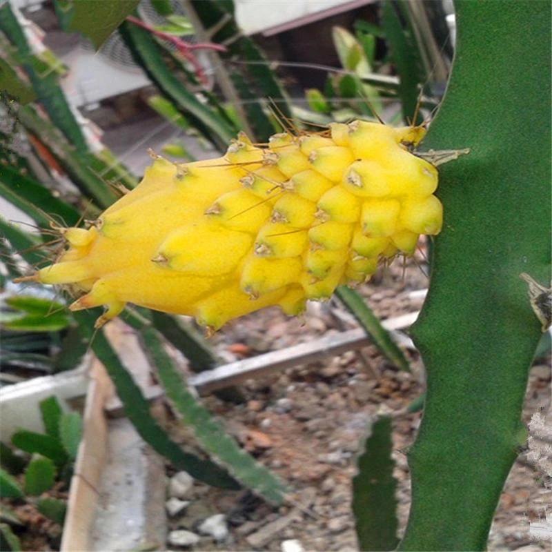 Egrow 50 Pcs/Pack Yellow Pitahaya Seeds Dragon Fruit Hylocereus Undatus Fruit Seeds-Plantjoyfarm-Fruit Seeds