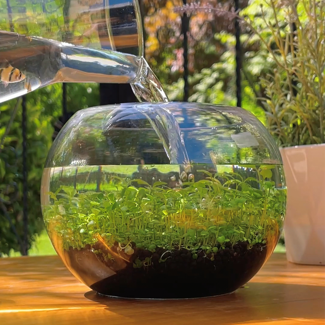 Instant Aquatic Plants-Plantjoyfarm-Flower Seeds