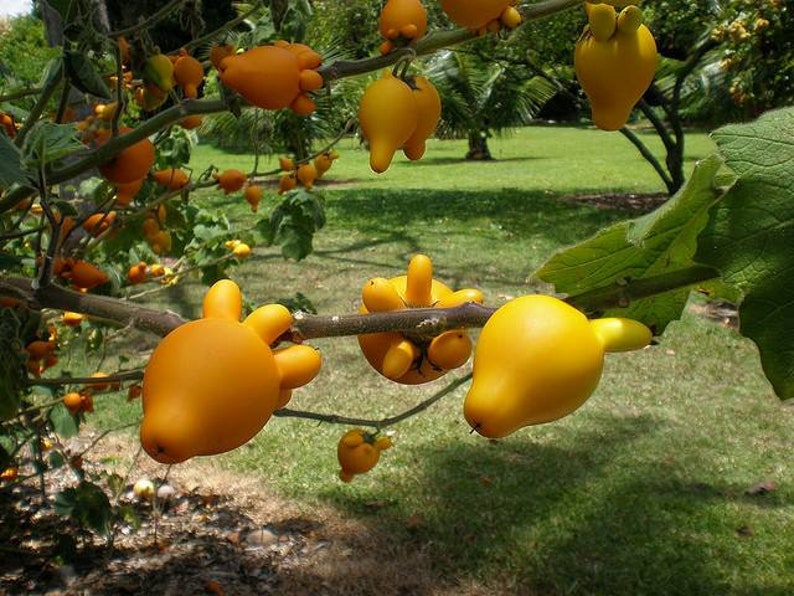 Nipple Fruit Seeds ~ Cow's Udder ~ Titty Fruit ~ Apple of Sodom (Solanum mammosum) ~ Nipplefruit Bizarre Fruit in the Solanum Family-Plantjoyfarm-new,vegetable