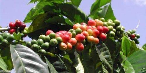 10 JAMAICAN BLUE MOUNTAIN Coffee Seeds ,Grow Your Own Coffee Plant tree-Plantjoyfarm-Fall Planting,Garden Seeds,Jamaican,spo-disabled,spring,summer,best selling