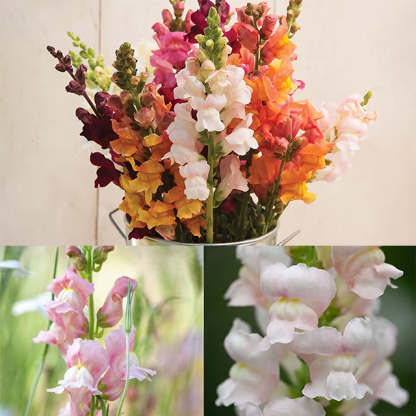 Dwarf Snapdragon  Seed Mixed-Plantjoyfarm-Flowers Seeds,Garden Seeds,best selling